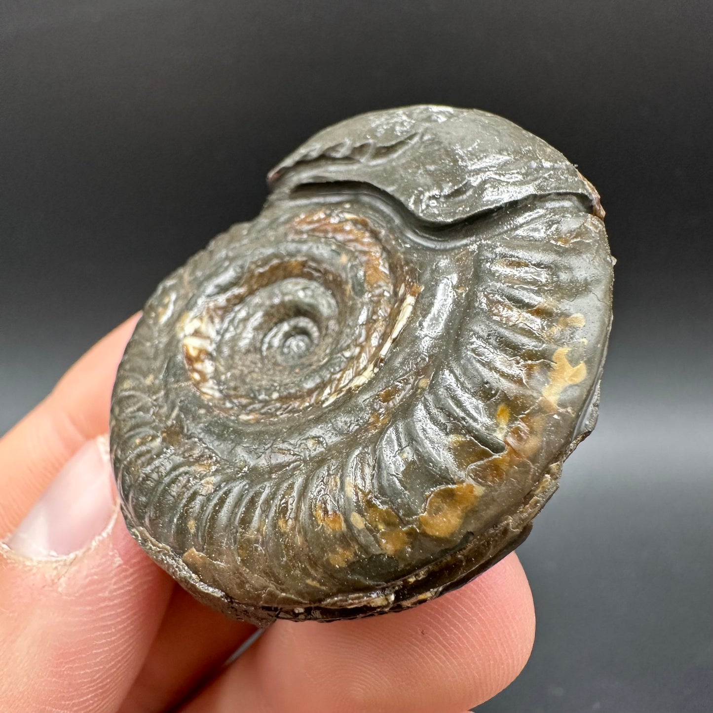 Snakestone Ammonite Fossil With Bag/Box And Stand - Whitby, North Yorkshire Jurassic Coast Yorkshire Fossils