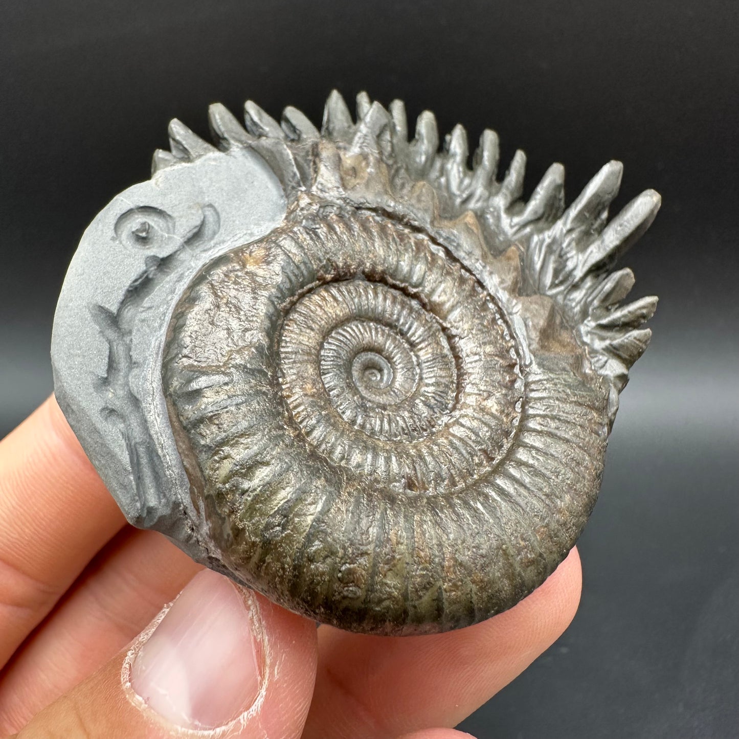 Snakestone Ammonite Fossil With Bag/Box And Stand - Whitby, North Yorkshire Jurassic Coast Yorkshire Fossils