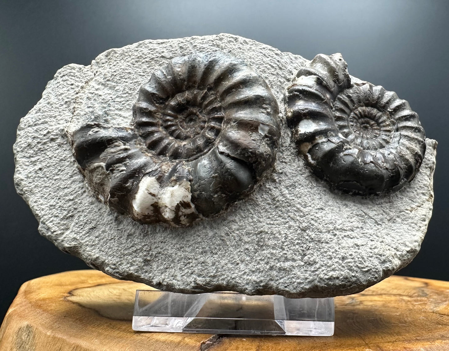 Androgynoceras maculatum ammonite fossil with box and stand - Whitby, North Yorkshire Jurassic Coast Yorkshire Fossils