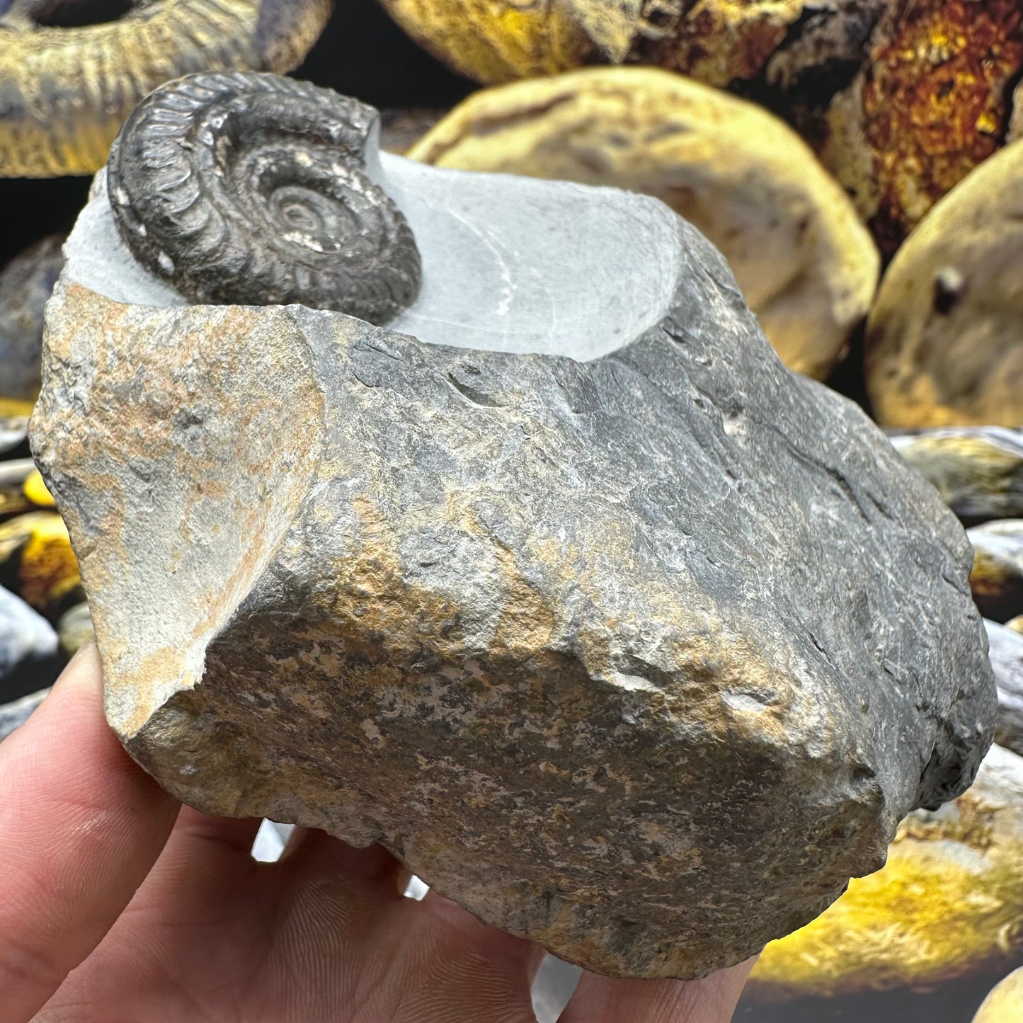 Hildoceras Bifrons ammonite fossil - Whitby, North Yorkshire Jurassic Coast