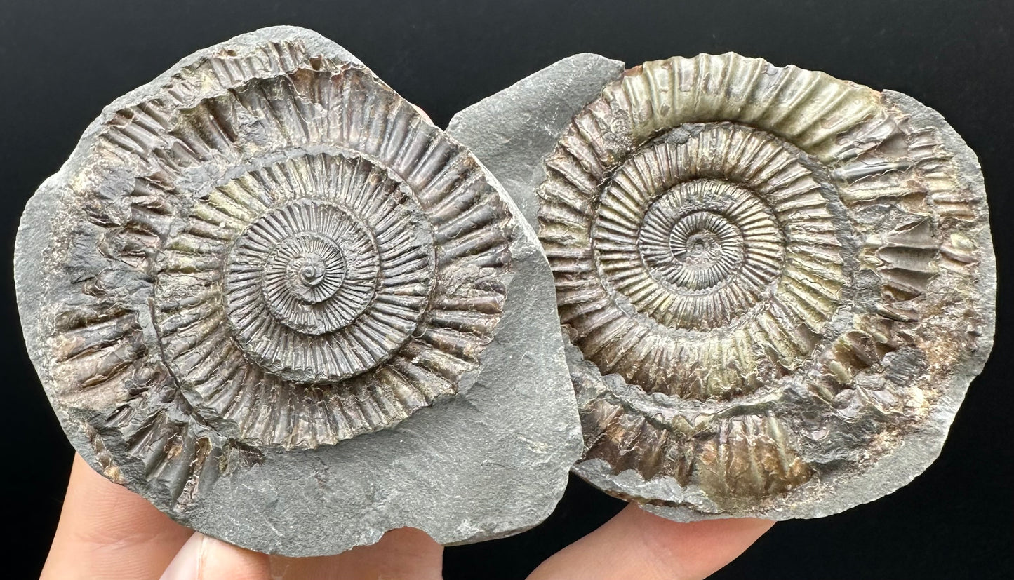 Dactylioceras Ammonite nodule (split pair) Fossil With Box And Stand - Whitby, North Yorkshire Jurassic Coast Yorkshire Fossils