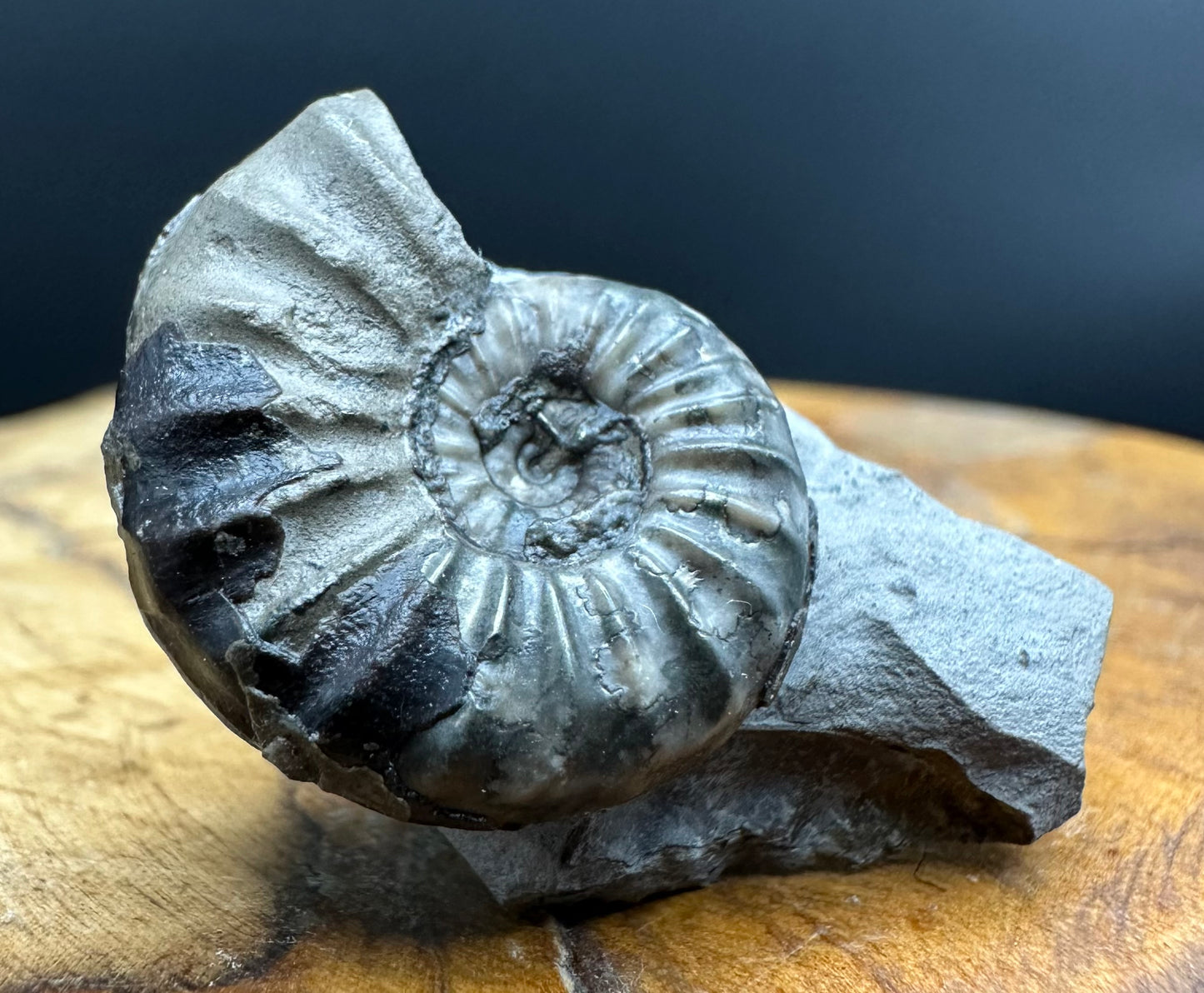 Aegasteroceras sagittarium ammonite fossil with box and stand - Whitby, North Yorkshire Jurassic Coast Yorkshire Fossils