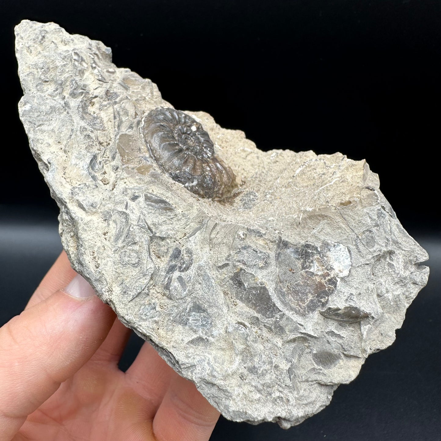 Amaltheus subnodosus Ammonite fossil with box and stand - Whitby, North Yorkshire Jurassic Coast Yorkshire Fossils