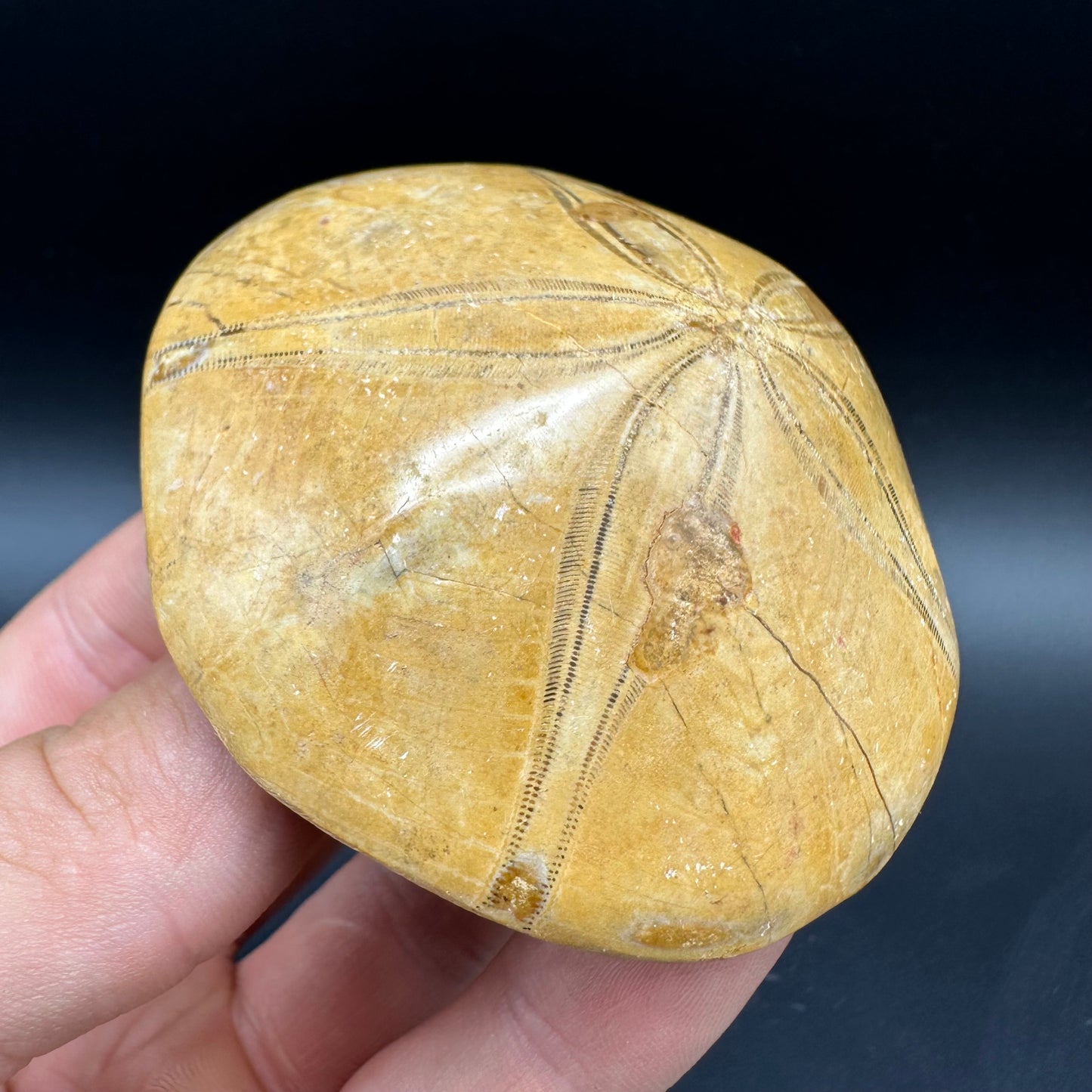 Holectypus Sea Urchin Fossil With Box And Stand - Middle Jurassic Madagascar