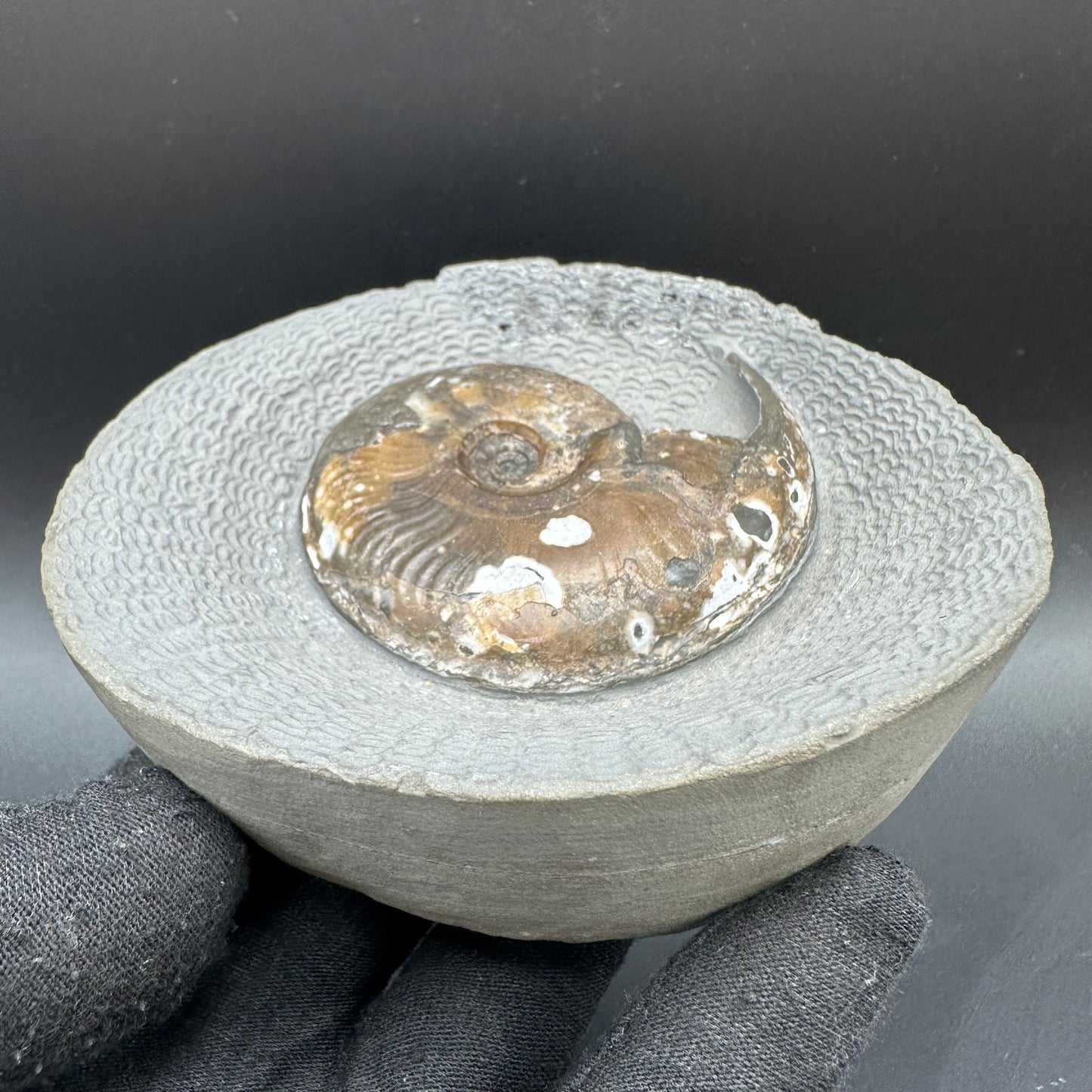 Eleganticeras Elegantulum ammonite with box and stand - Whitby, North Yorkshire Jurassic Coast, Yorkshire Fossils