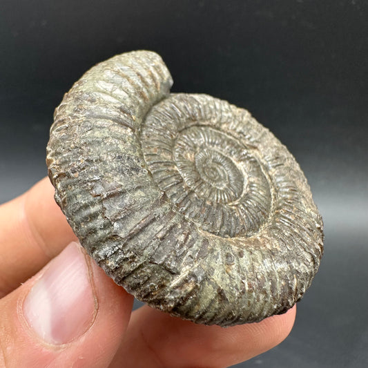 Dactylioceras Ammonite Fossil With box and Stand - Whitby, North Yorkshire Jurassic Coast Yorkshire Fossils