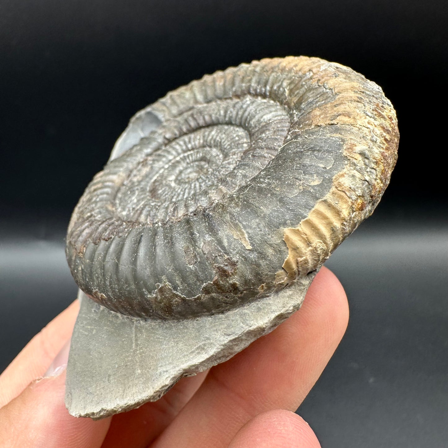 Dactylioceras Ammonite Fossil With Box And Stand - Whitby, North Yorkshire Jurassic Coast Yorkshire Fossils