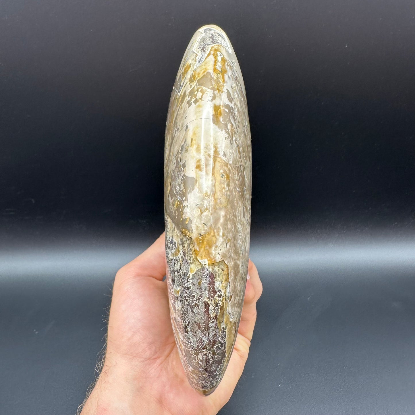 Cleoniceras Ammonite Fossil With Stand - Cretaceous Ammonite Madagascar