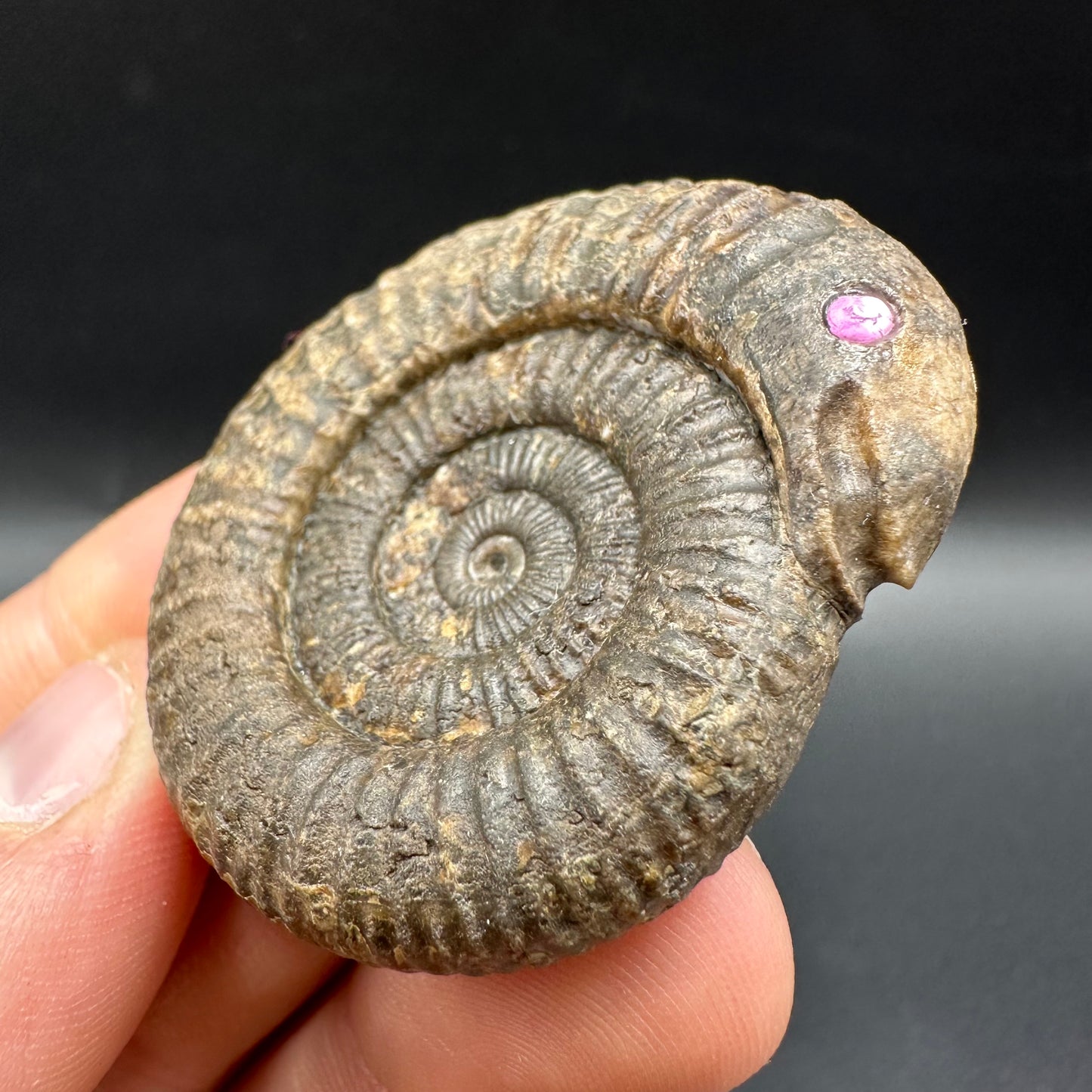 Snakestone Ammonite Fossil With Bag/Box And Stand - Whitby, North Yorkshire Jurassic Coast Yorkshire Fossils