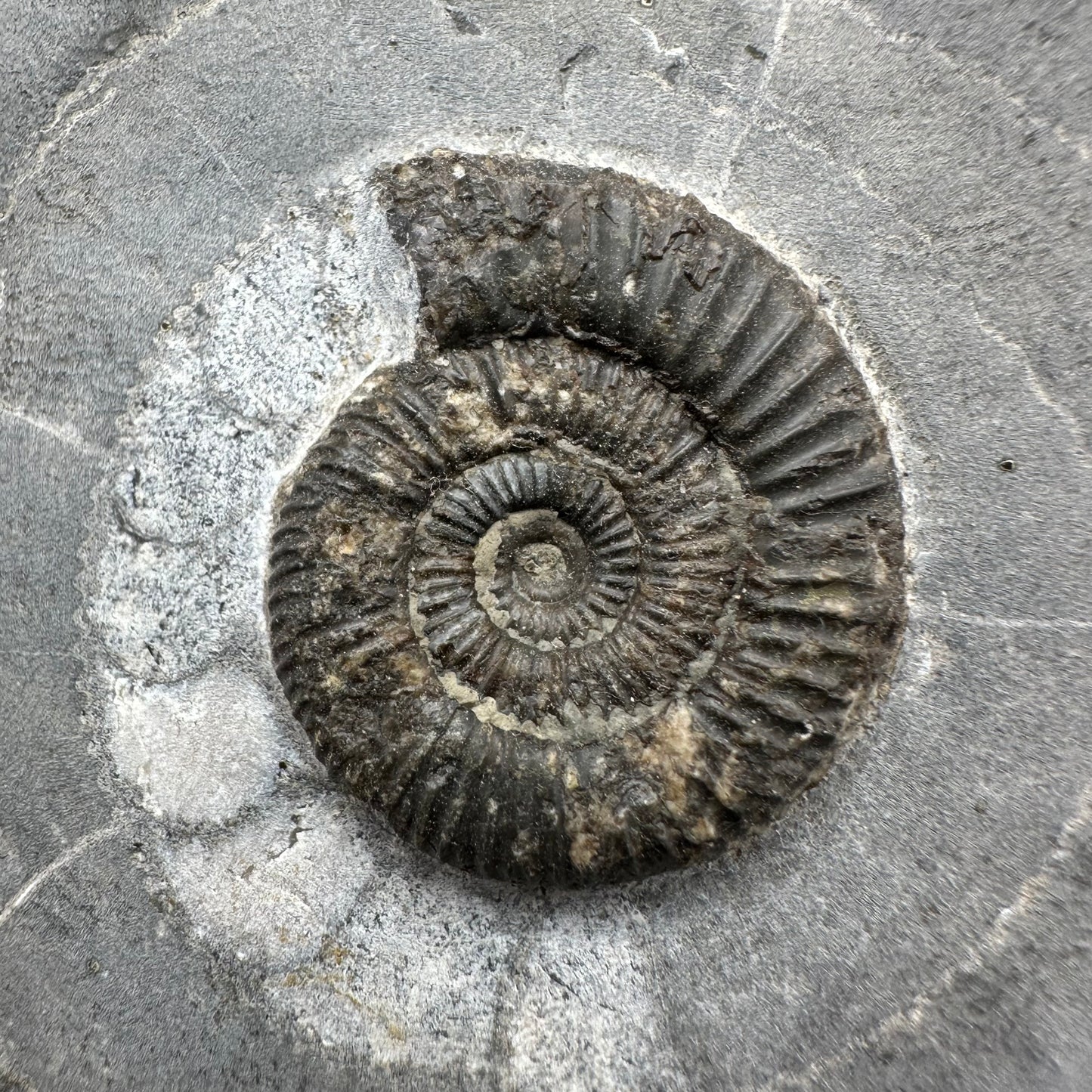 Dactylioceras Ammonite Fossil With Box And Stand - Whitby, North Yorkshire Jurassic Coast Yorkshire Fossils