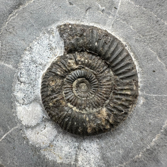 Dactylioceras Ammonite Fossil With Box And Stand - Whitby, North Yorkshire Jurassic Coast Yorkshire Fossils