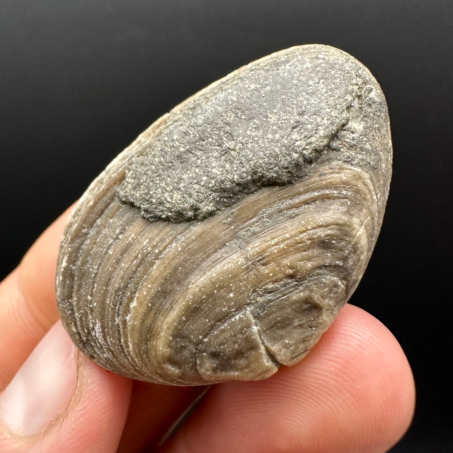 Shell fossil with box and stand - Whitby, North Yorkshire, Jurassic Coast, Yorkshire Fossils