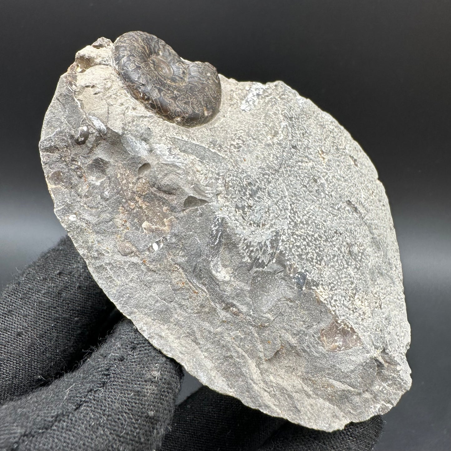 Grammoceras thoaurense Ammonite shell fossil with box and stand - Whitby, North Yorkshire, Yorkshire Fossils from the Jurassic Coast