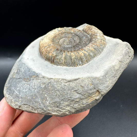 Dactylioceras Ammonite Fossil With Box And Stand - Whitby, North Yorkshire Jurassic Coast Yorkshire Fossils