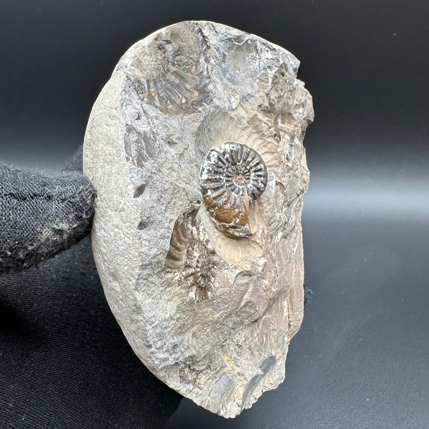 Amaltheus subnodosus Ammonite fossil with box and stand - Whitby, North Yorkshire Jurassic Coast Yorkshire Fossils