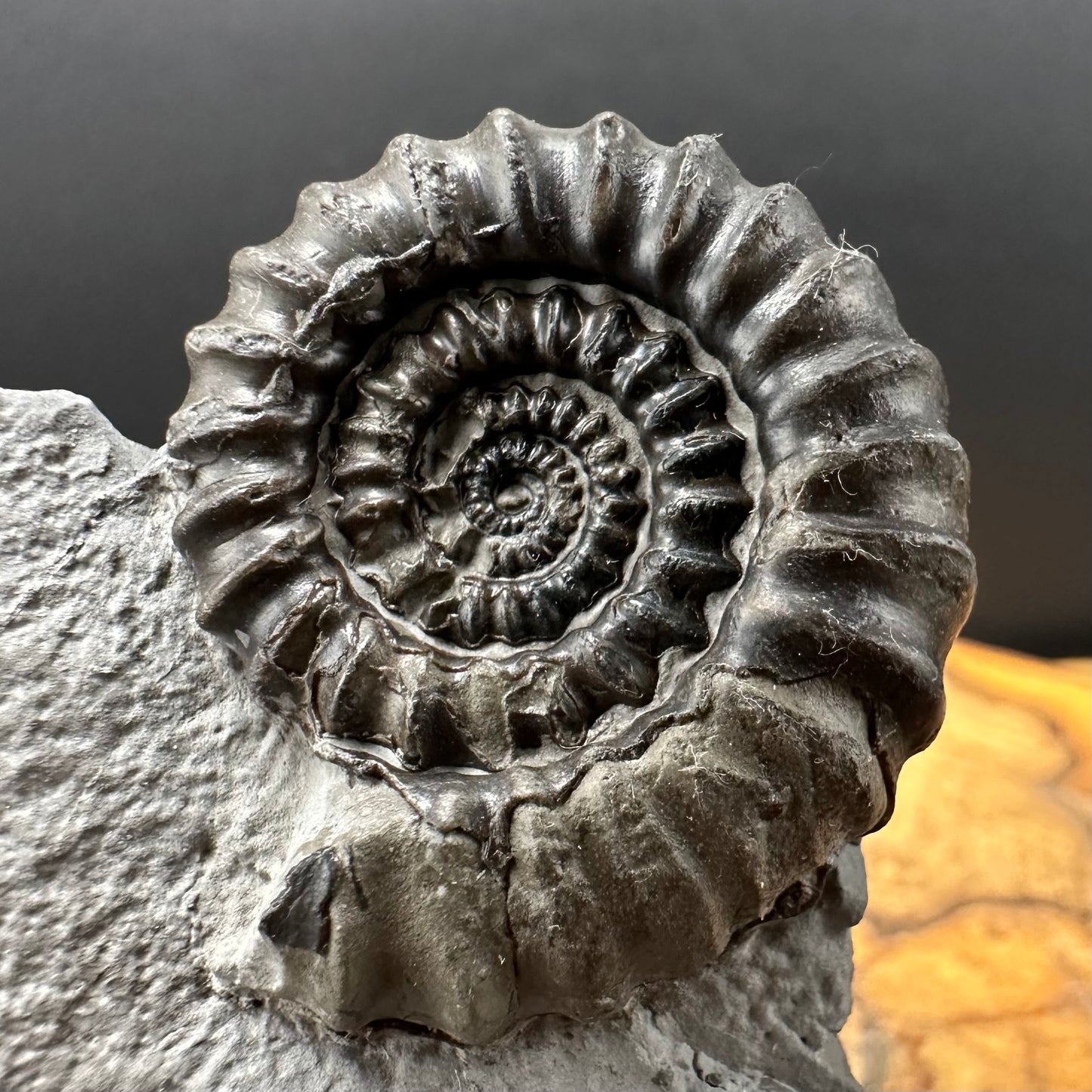 Gagaticeras Ammonite fossil with box and stand - Whitby, North Yorkshire Jurassic Coast Yorkshire Fossils