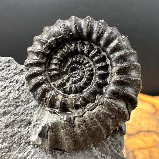 Gagaticeras Ammonite fossil with box and stand - Whitby, North Yorkshire Jurassic Coast Yorkshire Fossils
