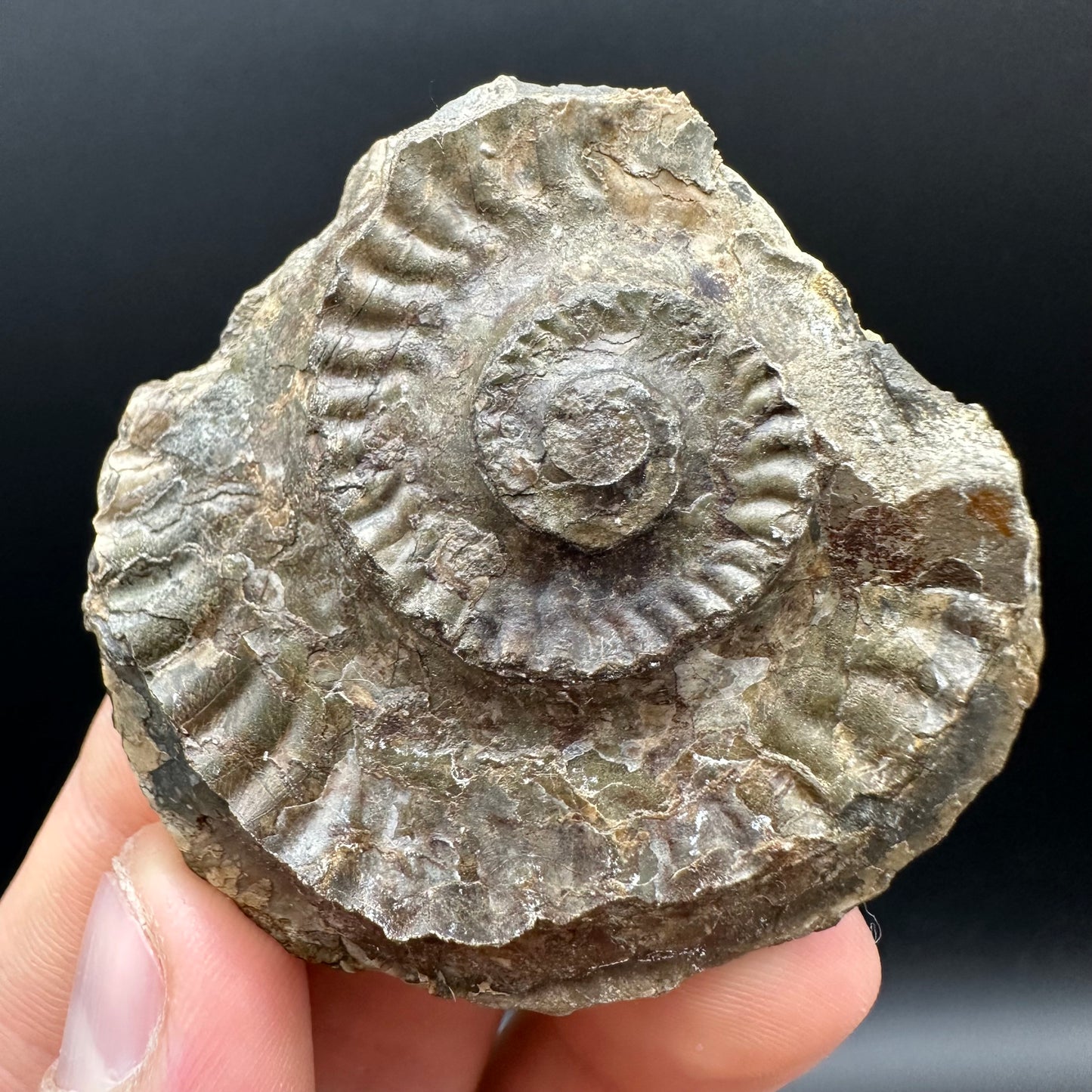 Hildoceras Ammonite nodule (split pair) Fossil With Box And Stand - Whitby, North Yorkshire Jurassic Coast Yorkshire Fossils