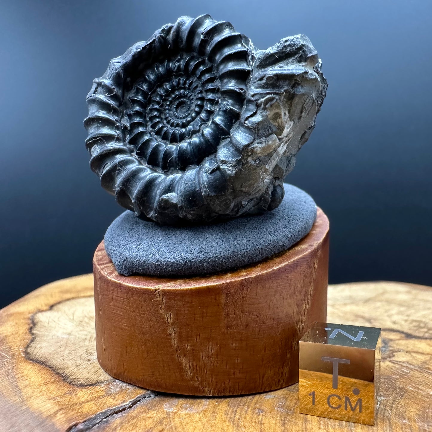 Gagaticeras Ammonite fossil with box and stand - Whitby, North Yorkshire Jurassic Coast Yorkshire Fossils