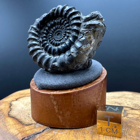Gagaticeras Ammonite fossil with box and stand - Whitby, North Yorkshire Jurassic Coast Yorkshire Fossils