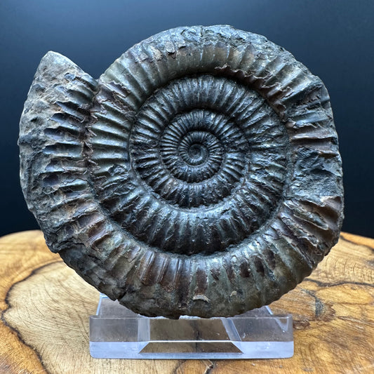 Dactylioceras Ammonite Fossil With box and Stand - Whitby, North Yorkshire Jurassic Coast Yorkshire Fossils