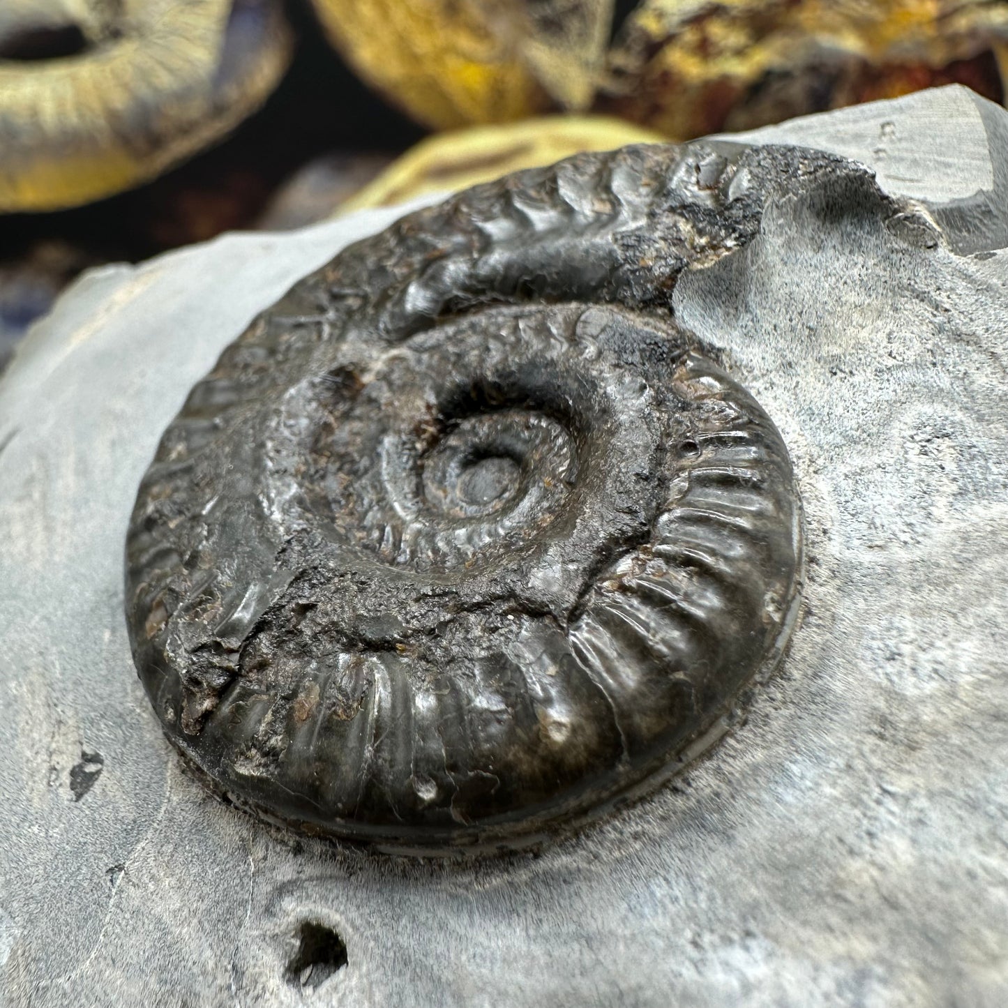 Hildoceras lusitanicum ammonite fossil - Whitby, North Yorkshire, Jurassic Coast, Yorkshire Fossils