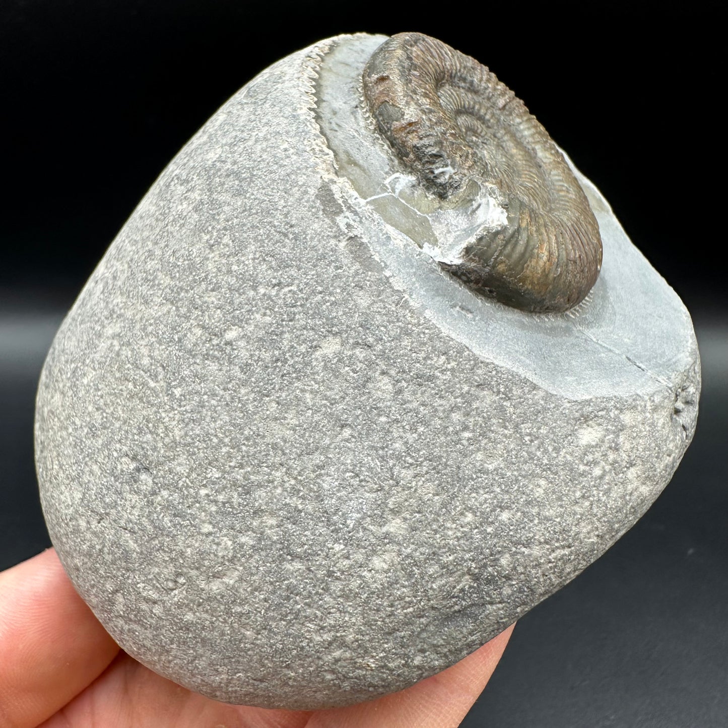 Dactylioceras semicelatum Ammonite fossil with box and stand - Whitby, North Yorkshire Jurassic Coast Yorkshire Fossils