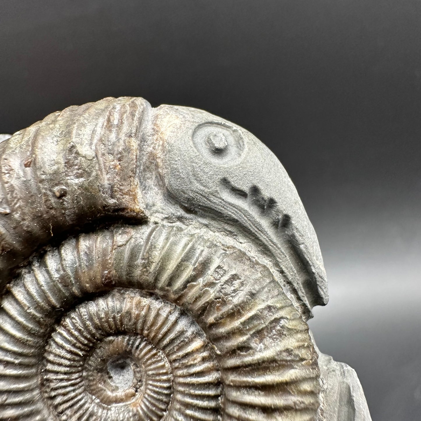 Hydra Snakestone Ammonite Fossil With Bag/Box And Stand - Whitby, North Yorkshire Jurassic Coast Yorkshire Fossils