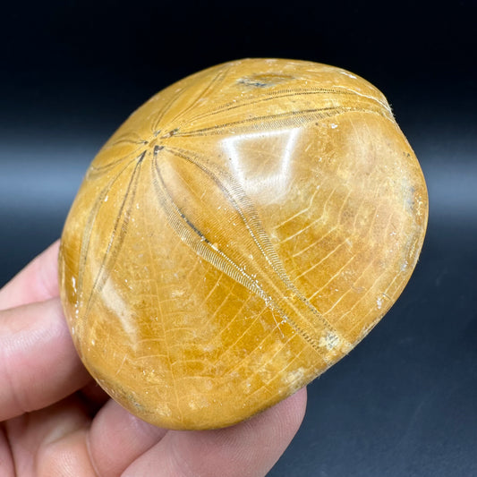 Holectypus Sea Urchin Fossil With Box And Stand - Middle Jurassic Madagascar