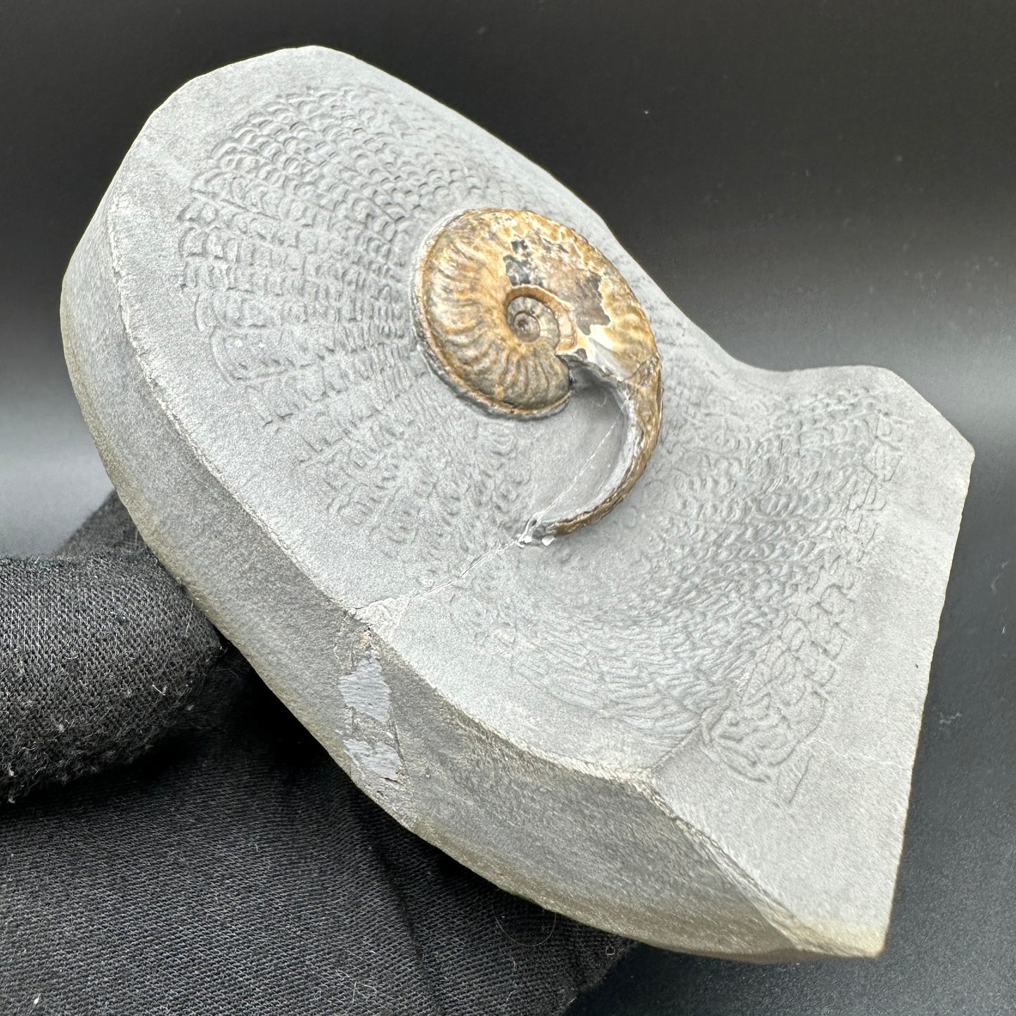 Eleganticeras Elegantulum ammonite with box and stand - Whitby, North Yorkshire Jurassic Coast, Yorkshire Fossils