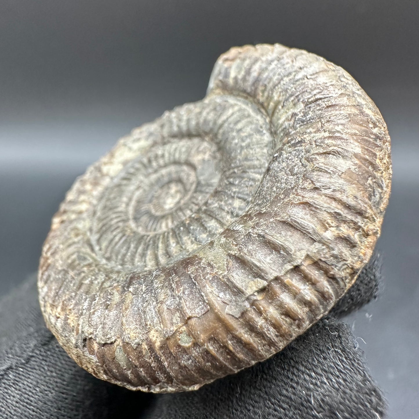 Dactylioceras Ammonite Fossil With Box And Stand - Whitby, North Yorkshire Jurassic Coast Yorkshire Fossils