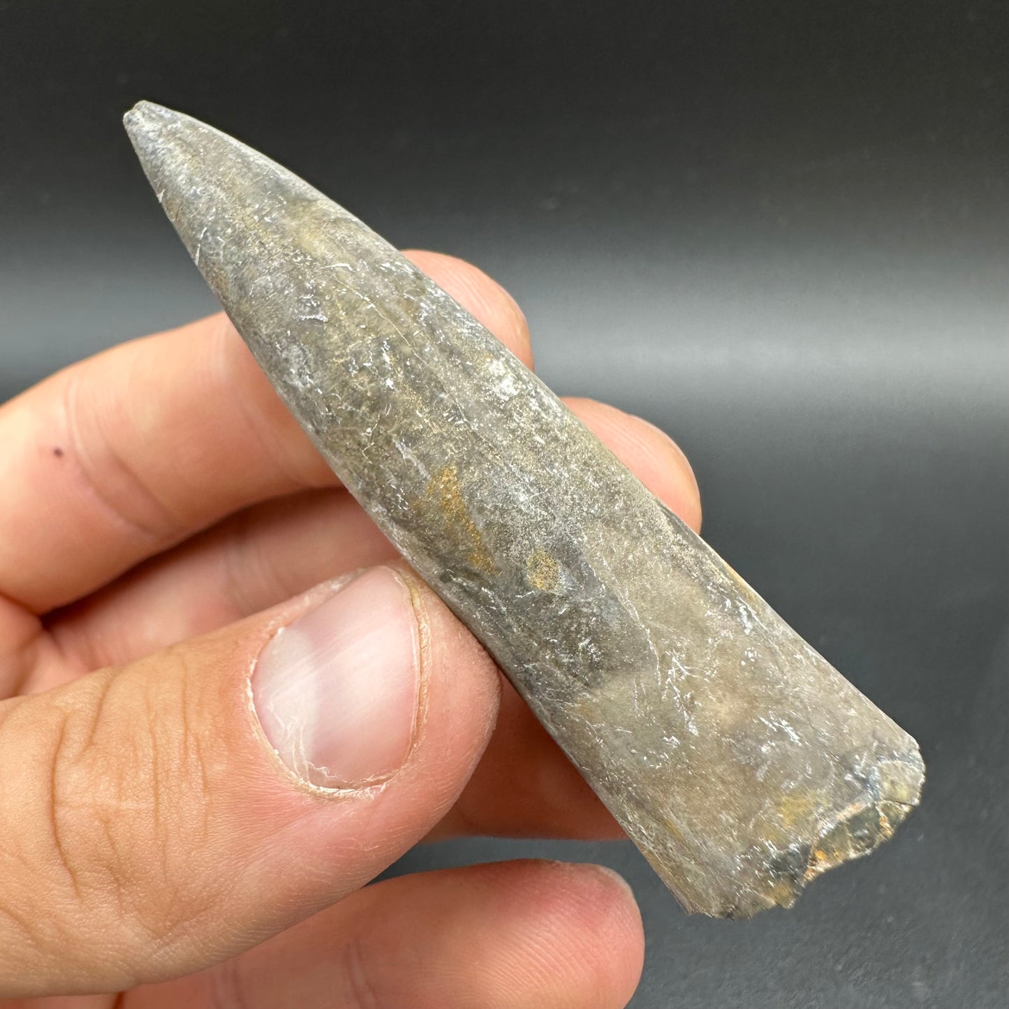 Belemnite (Fossil Squid) shell fossil - Whitby, North Yorkshire Jurassic Coast Yorkshire Fossils