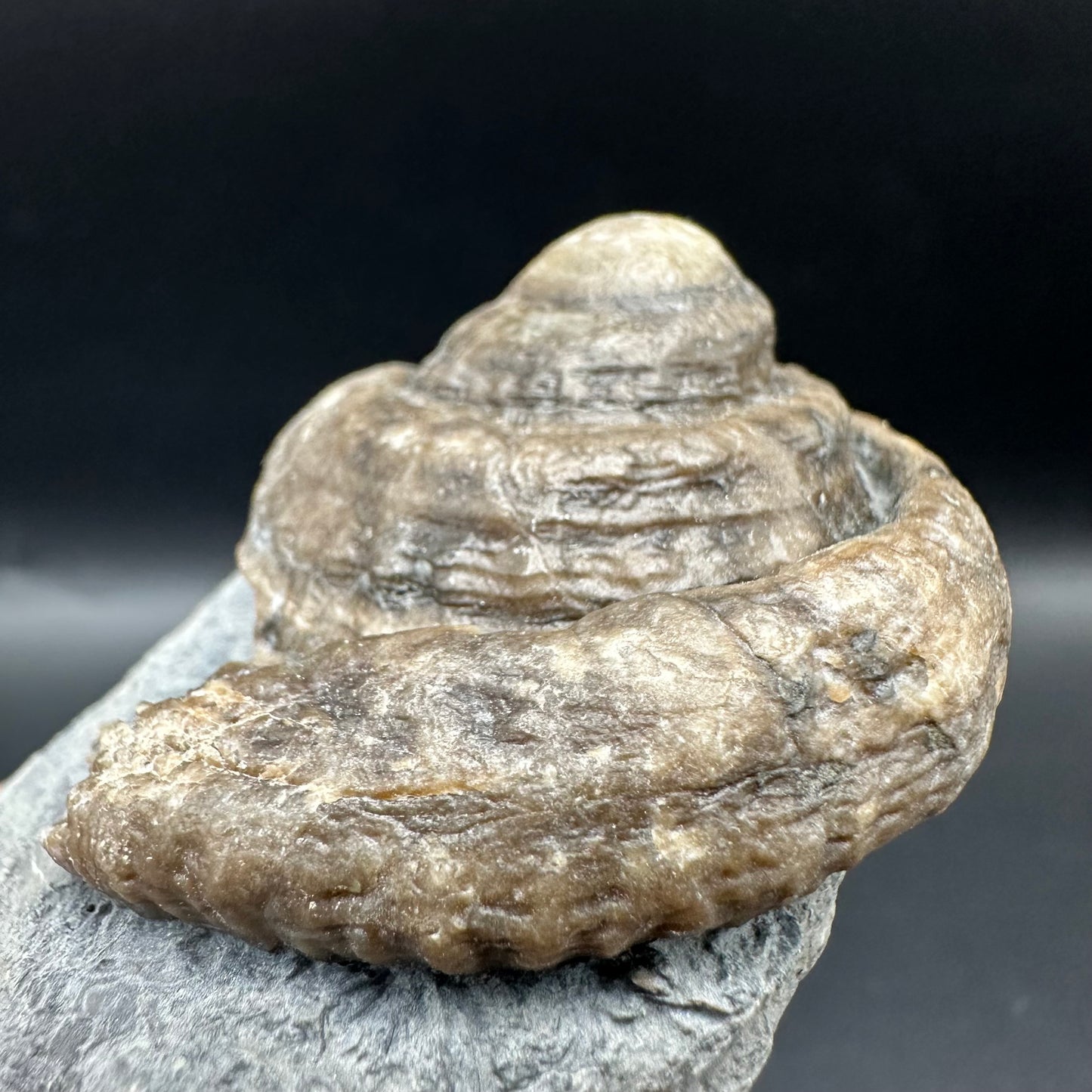 Gastropod Shell Fossil With Box And Stand - Whitby, North Yorkshire, Jurassic Coast, Yorkshire Fossils