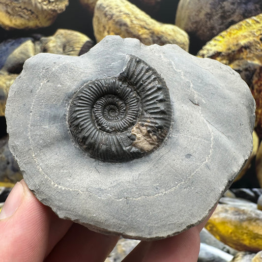 Peronoceras Fibulatum ammonite fossil - Whitby, North Yorkshire Jurassic Coast, Yorkshire fossils