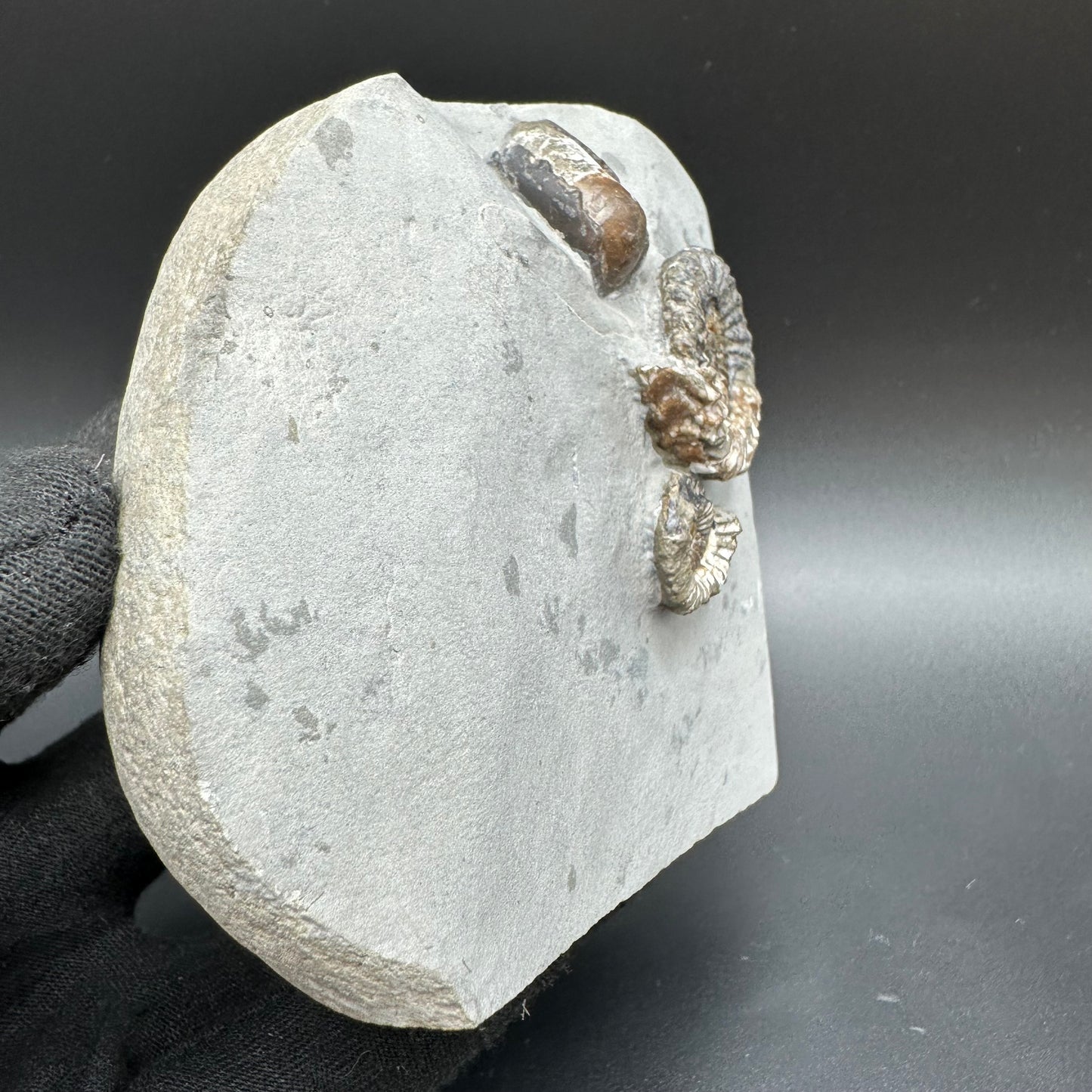 Oistoceras figulinum ammonite fossil / Belemnite Phragmocone with box and stand - Whitby, North Yorkshire Jurassic Coast Yorkshire Fossils