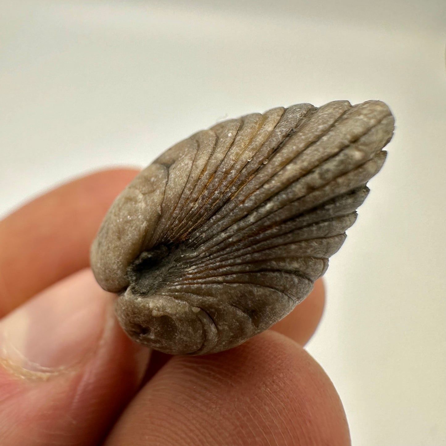 Cardinia Shell fossil - Whitby, North Yorkshire