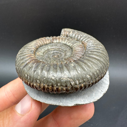 Dactylioceras Ammonite Fossil With Box And Stand - Whitby, North Yorkshire Jurassic Coast Yorkshire Fossils