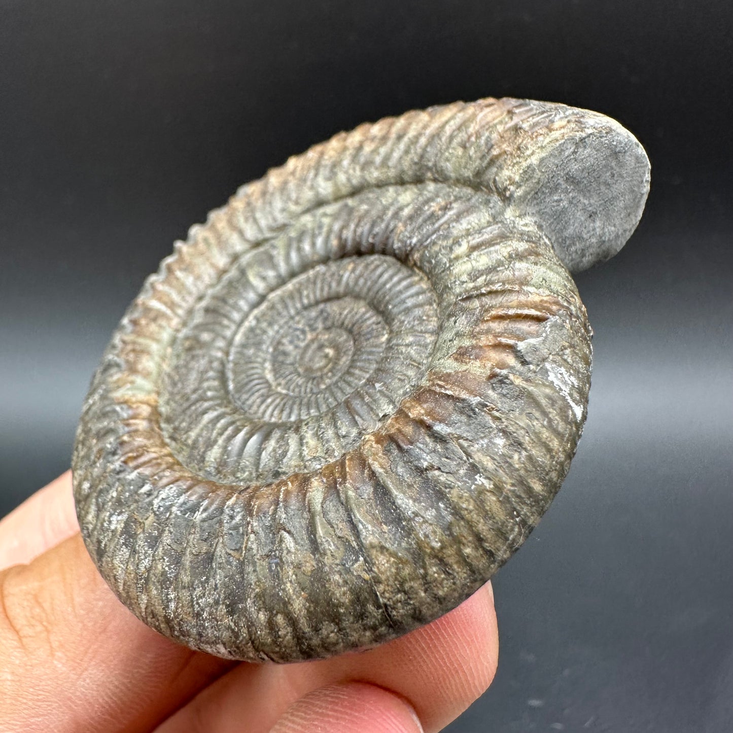Dactylioceras Ammonite Fossil With Box And Stand - Whitby, North Yorkshire Jurassic Coast Yorkshire Fossils