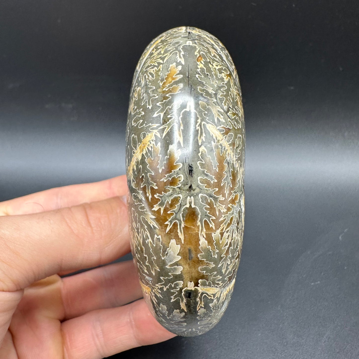 Puzosia Ammonite Fossil With Box And Stand - Cretaceous Ammonite Madagascar