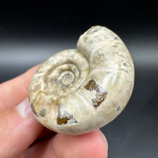 Lytoceras Ammonite Fossil With Box And Stand - Cretaceous Ammonite Madagascar