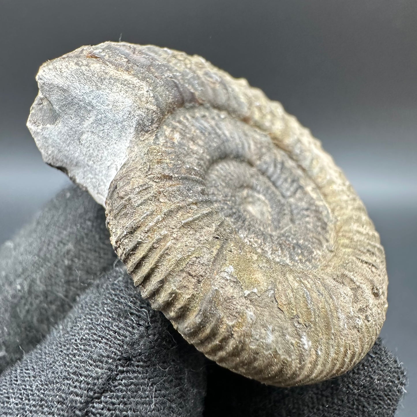 Dactylioceras Ammonite Fossil With Box And Stand - Whitby, North Yorkshire Jurassic Coast Yorkshire Fossils