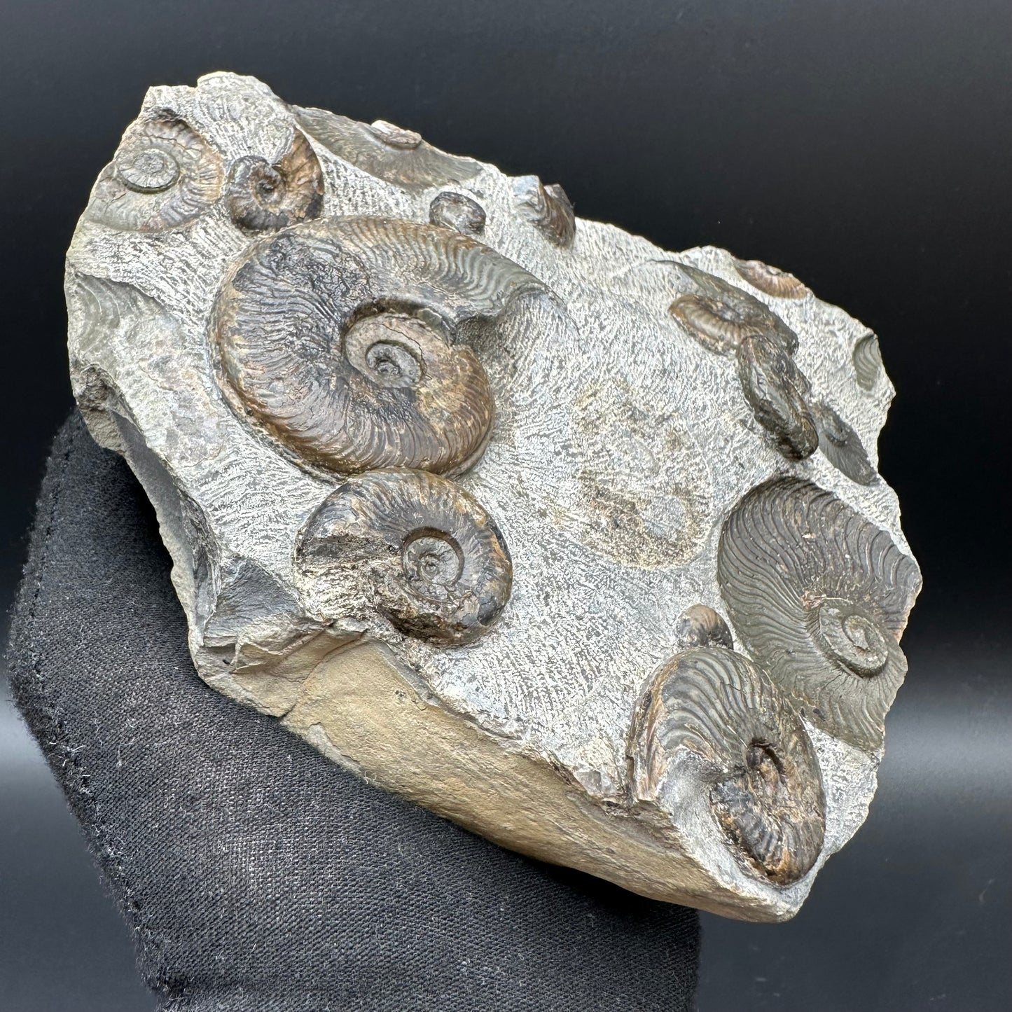 Cleviceras sp. ammonite shell fossil with stand - Whitby, North Yorkshire Jurassic Coast Yorkshire Fossils