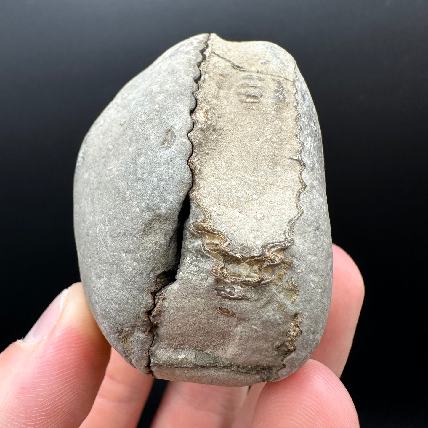 Dactylioceras Ammonite nodule (split pair) Fossil With Box And Stand - Whitby, North Yorkshire Jurassic Coast Yorkshire Fossils