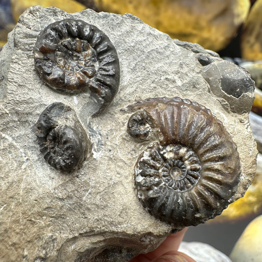 Amaltheus subnodosus ammonite fossil - Whitby, North Yorkshire Jurassic Coast Yorkshire Fossils
