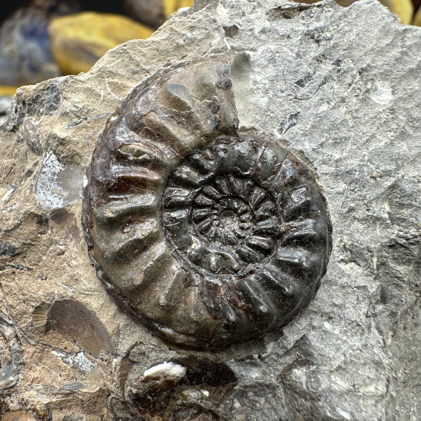 Amaltheus subnodosus ammonite fossil - Whitby, North Yorkshire Jurassic Coast, Yorkshire Fossils
