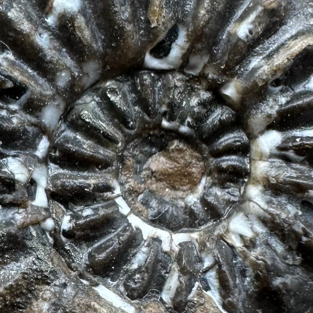 Amaltheus subnodosus Ammonite fossil with box and stand - Whitby, North Yorkshire Jurassic Coast Yorkshire Fossils