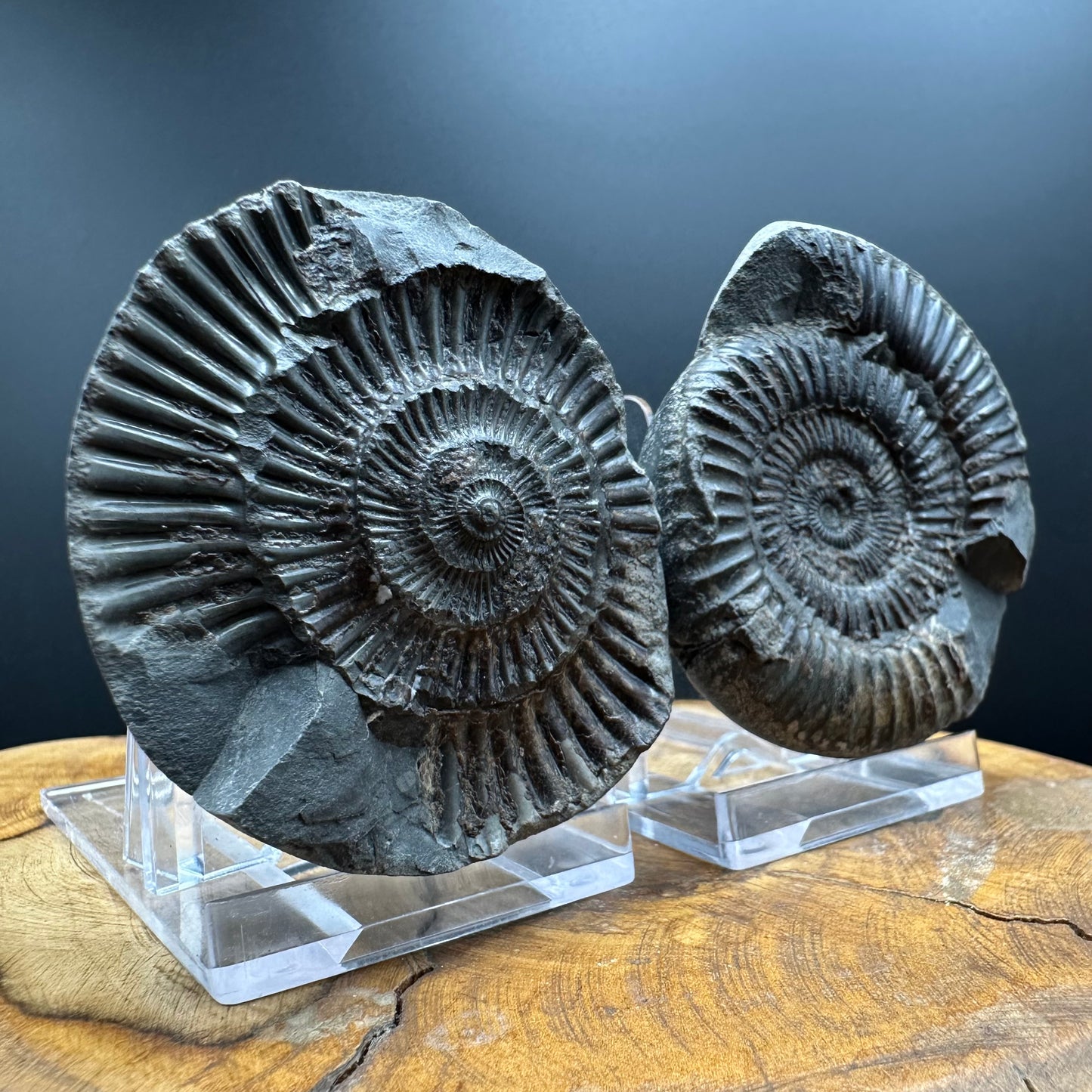 Dactylioceras Ammonite nodule (split pair) Fossil With Box And Stand - Whitby, North Yorkshire Jurassic Coast Yorkshire Fossils