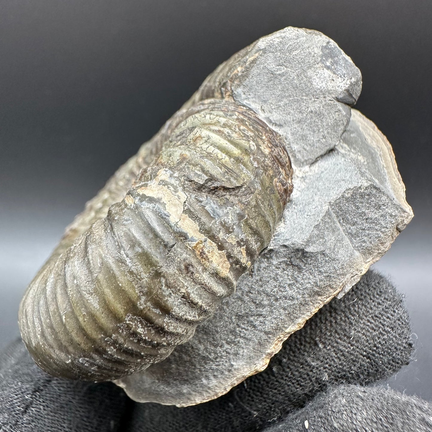 Catacoeloceras Sp. ammonite fossil with box and stand- Whitby, North Yorkshire Jurassic Coast Yorkshire Fossils