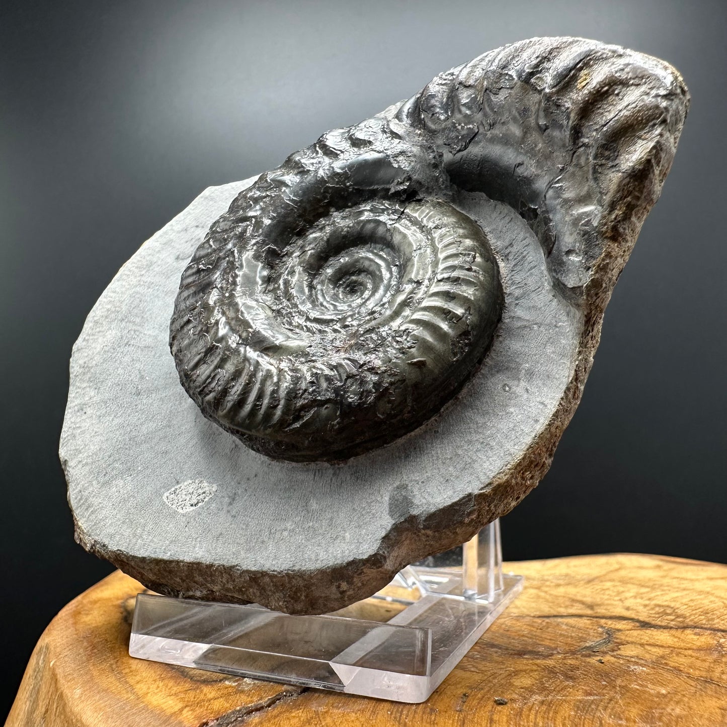 Hildoceras Bifrons Ammonite fossil with box and stand - Whitby, North Yorkshire Jurassic Coast, Yorkshire Fossils from the Jurassic Coast