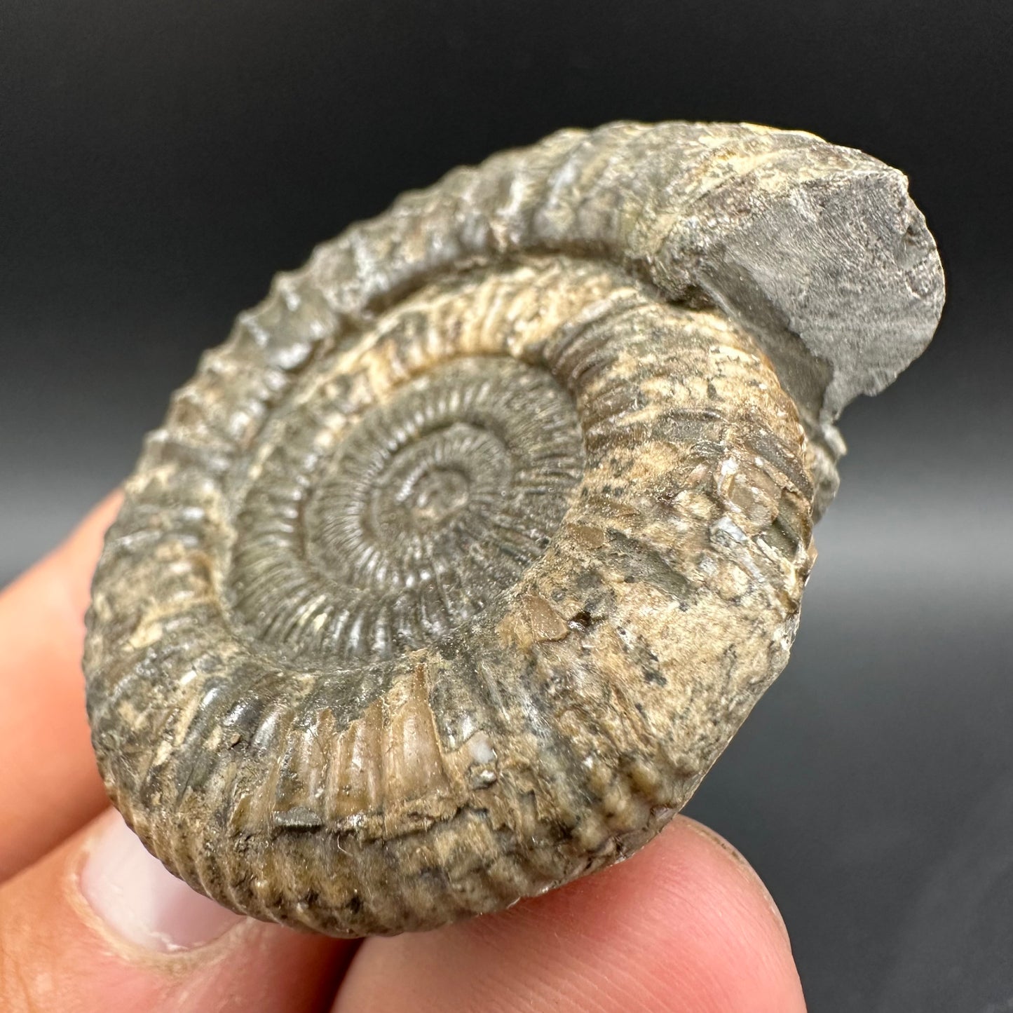 Dactylioceras Ammonite Fossil With Box And Stand - Whitby, North Yorkshire Jurassic Coast Yorkshire Fossils